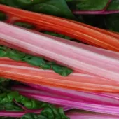 Fresh Raw Alkaline Rhubarb