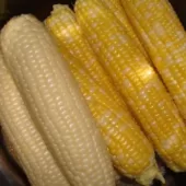 White and Yellow Alkaline Corn