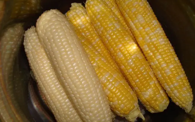 White and Yellow Alkaline Corn